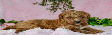 Cavapoo Puppy 3