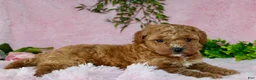 Cavapoo dogs for sale: Cavapoo Puppy 3 - Ad 1