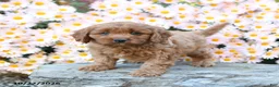 Cavapoo dogs for sale: Tater - Ad 4