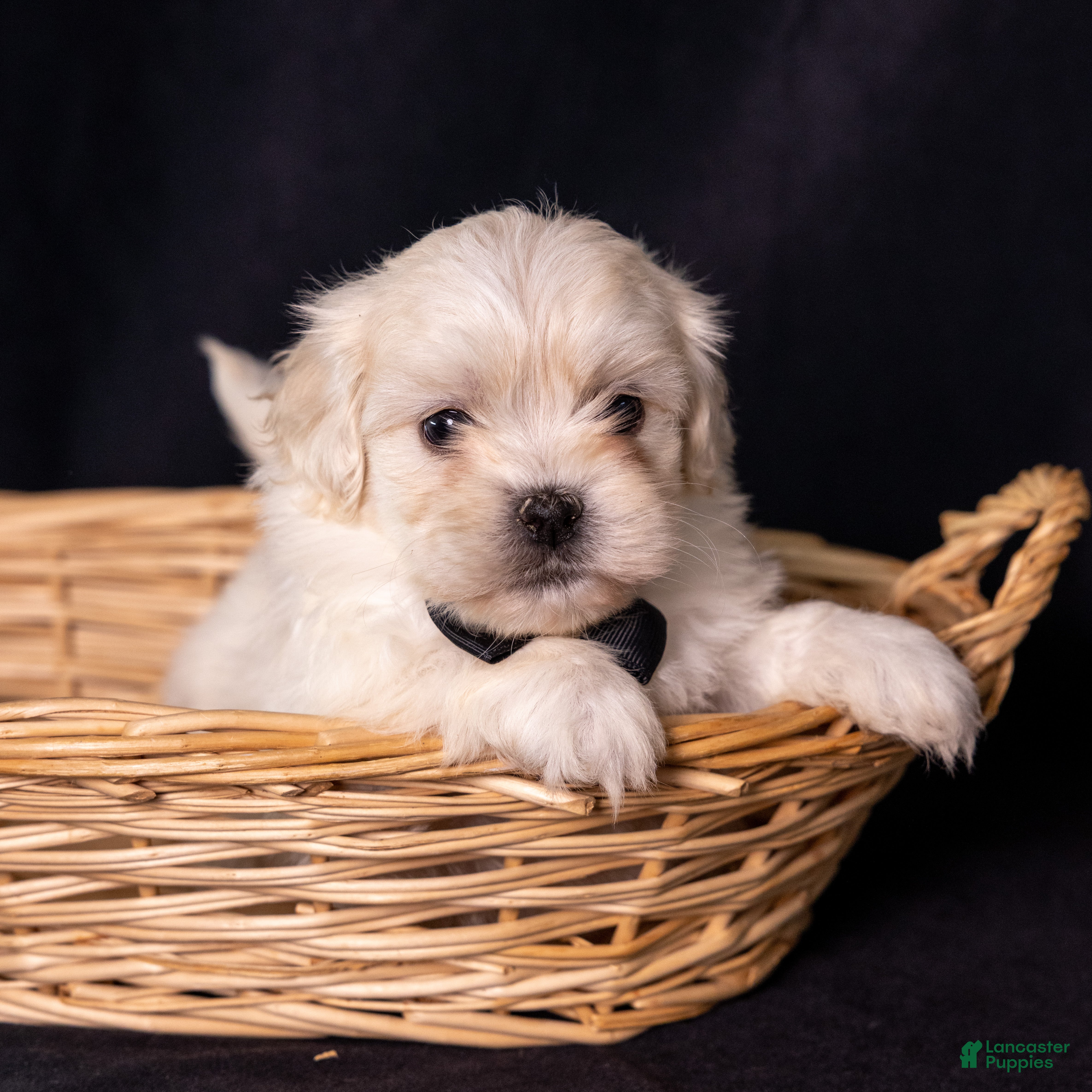 Mixed Breed dogs Lafayette - Ad 2