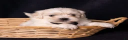 Mixed Breed dogs for sale: Lafayette - Ad 2
