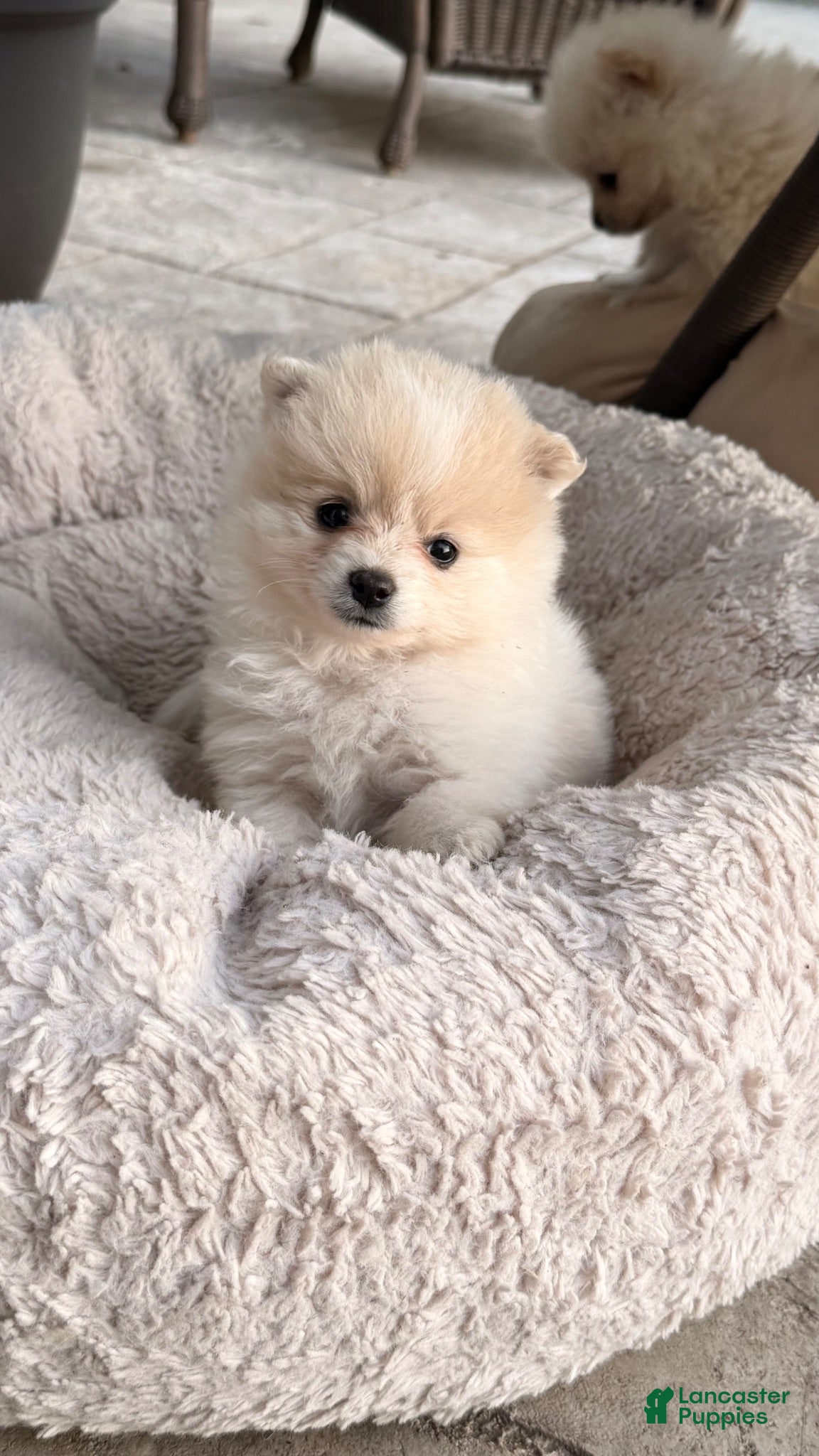 Pomeranian dogs for sale: Pomeranian 3 - Ad 3