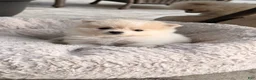 Pomeranian dogs for sale: Pomeranian 3 - Ad 1