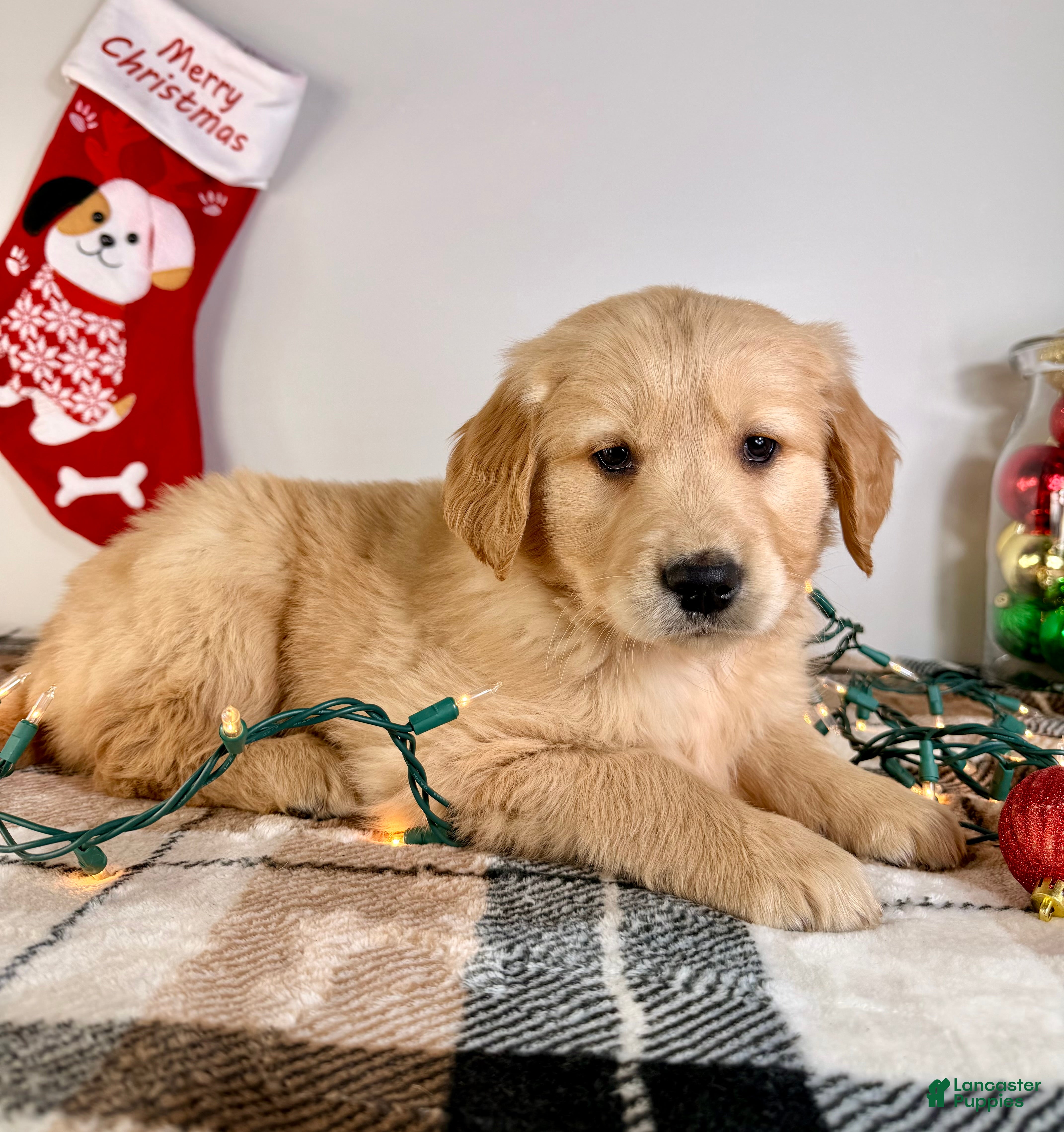 Golden Retriever dogs AKC Gordie - Ad 37