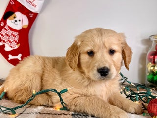 Golden Retriever dogs AKC Gordie - Ad 37