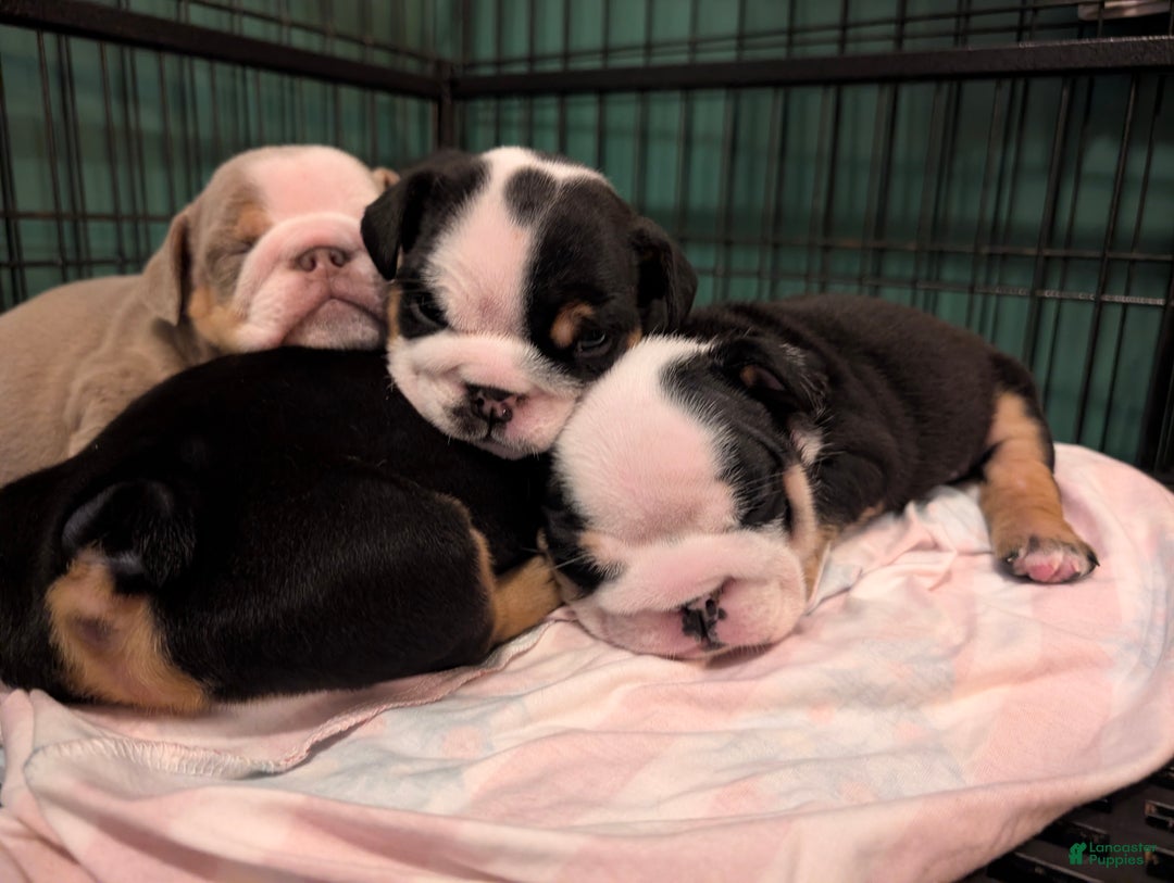 English Bulldog dogs for sale: Rachel - Ad 7