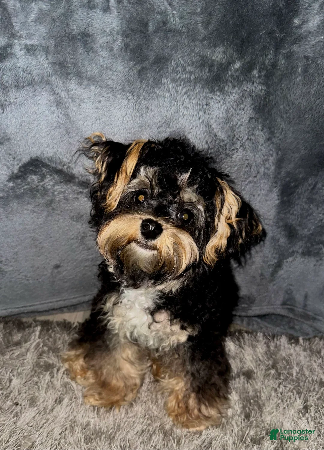 Gallery Image {{count}}