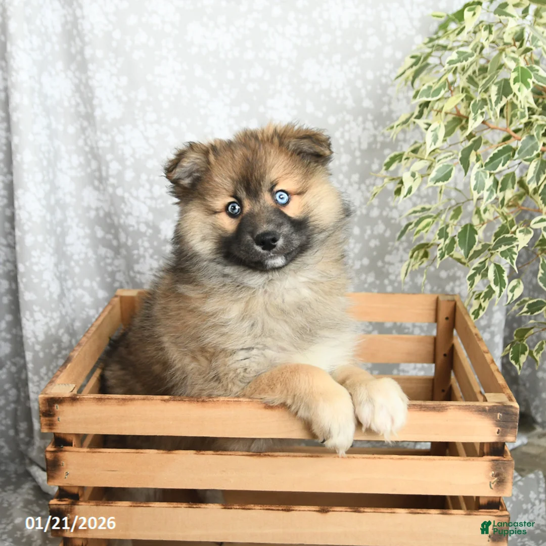 Pomsky dogs for sale: Fletcher - Ad 4