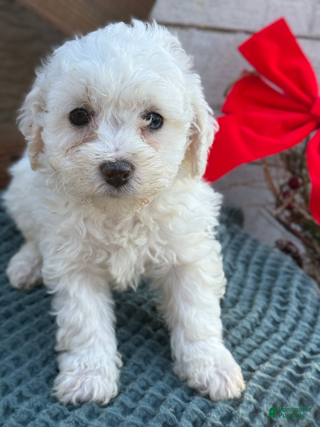 Bichpoo dogs for sale: Angel - Ad 6