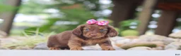 Miniature Dachshund dogs for sale: Harvest - Ad 4