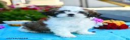 Shih Tzu dogs for sale: Andrea - Ad 3