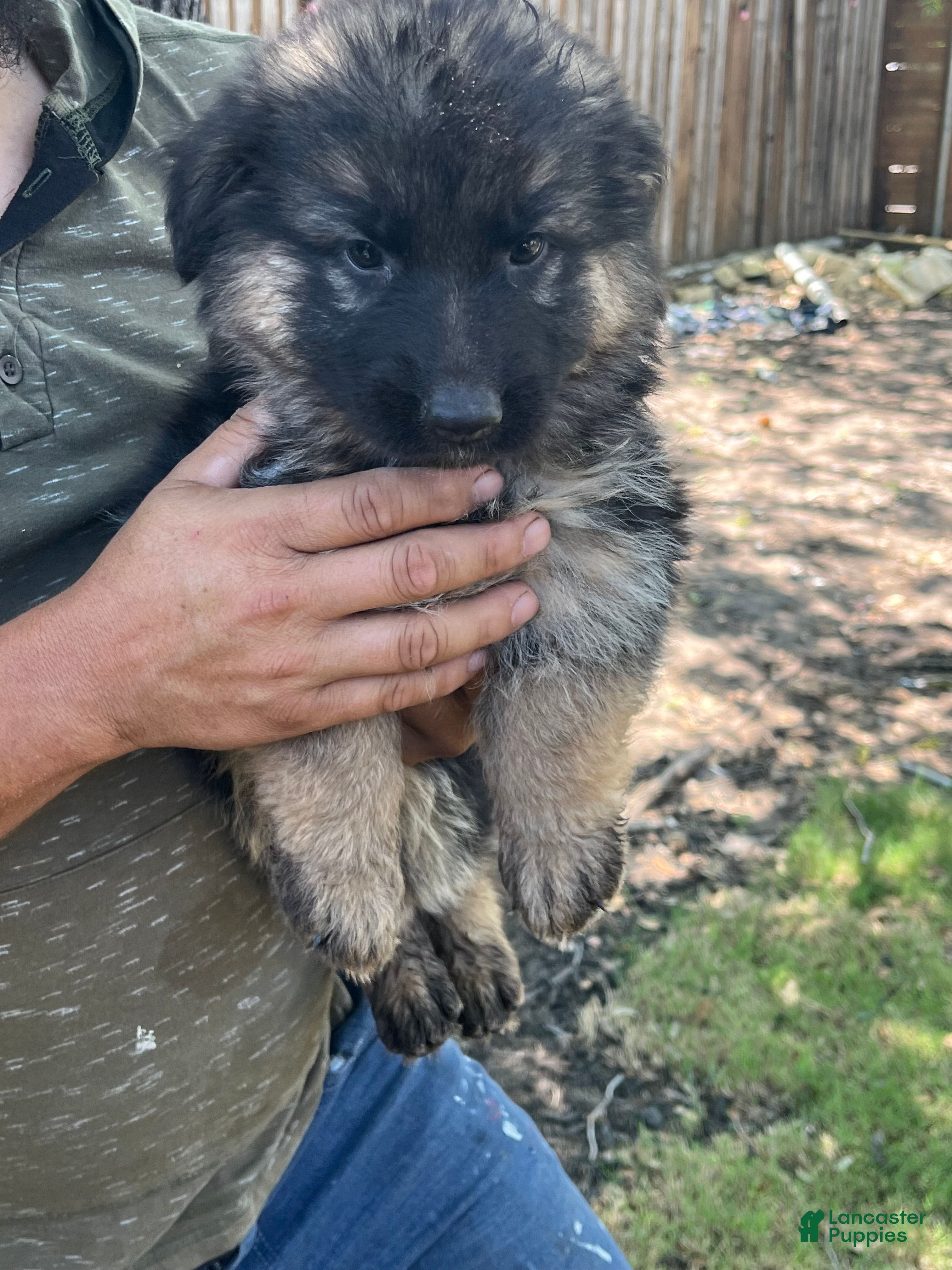 German Shepherd dogs German Shepherd Puppy 2 - Ad 5