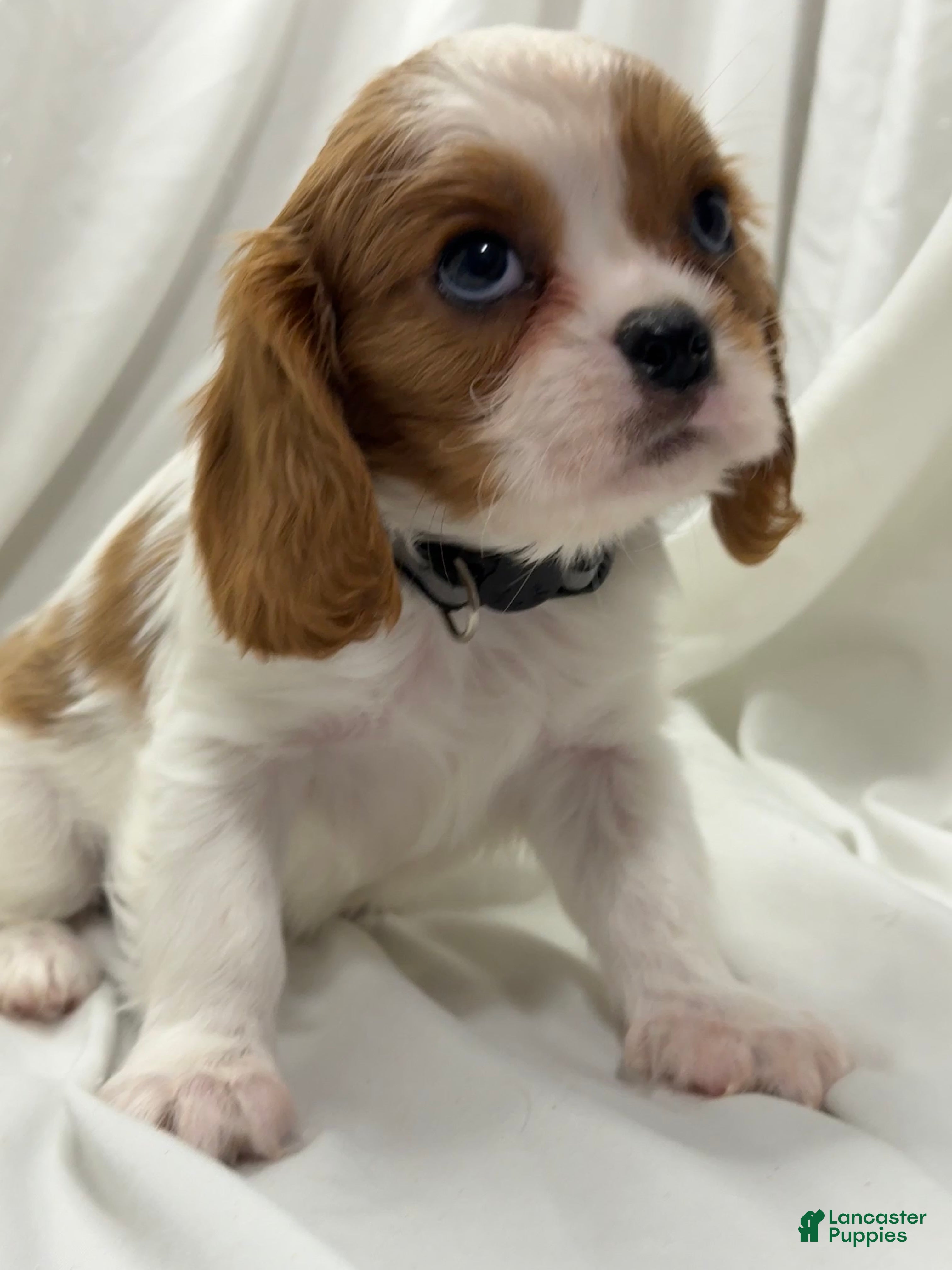 Cavalier King Charles Spaniel dogs Brian - Ad 11
