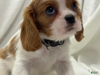 Cavalier King Charles Spaniel dogs Brian - Ad 11