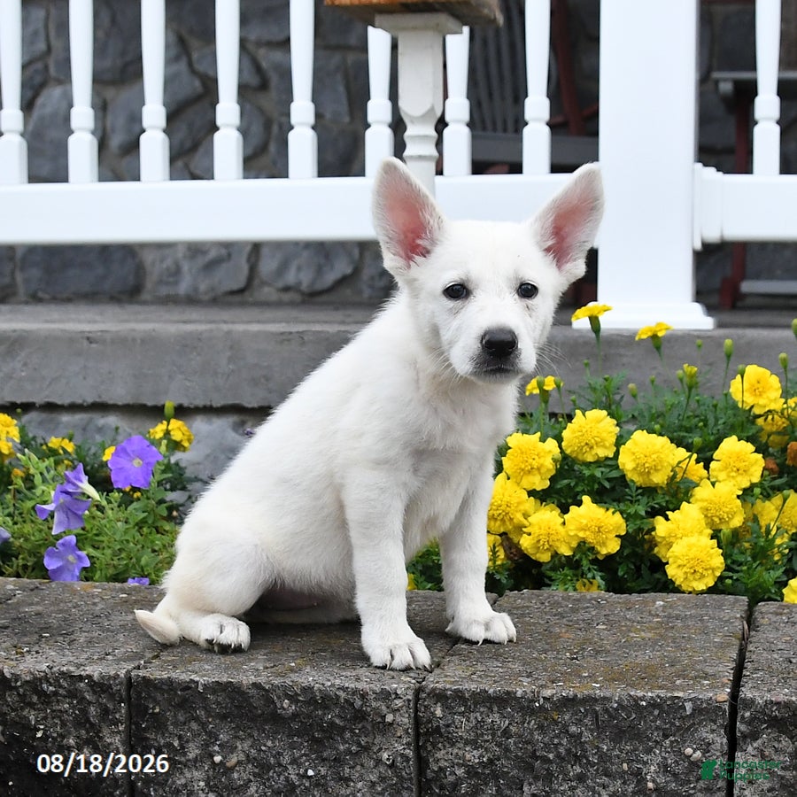 German Shepherd dogs Mandy - Ad 2