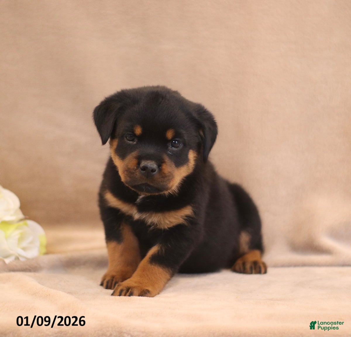 Rottweiler dogs Tracy - Ad 24