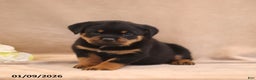 Rottweiler dogs for sale: Tracy - Ad 1