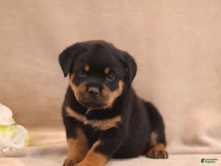 Rottweiler dogs Tracy - Ad 28