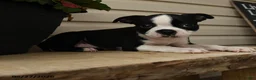 Boston Terrier dogs for sale: Dash - Ad 3
