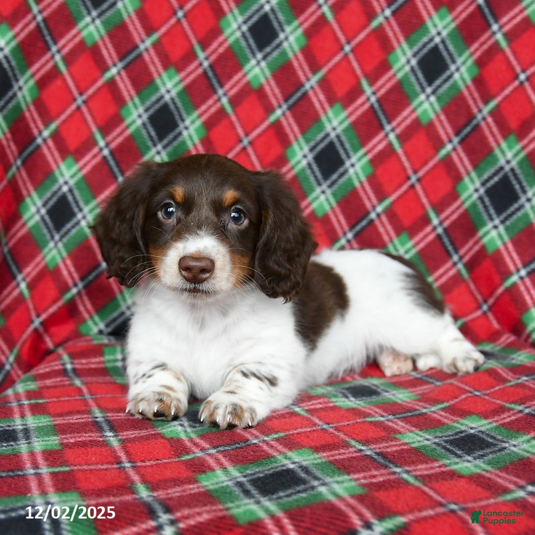 Miniature Dachshund dogs for sale: Icy - Ad 5