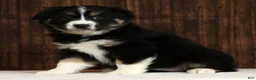 Miniature Australian Shepherd dogs for sale: Rose - Ad 9
