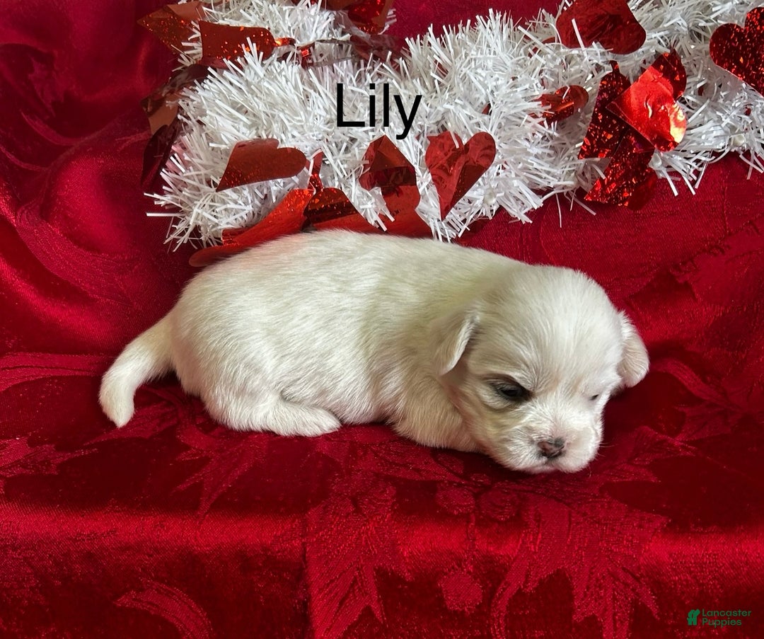 Lhasa Apso dogs for sale: Lhasa Apso Puppy 3 - Ad 3