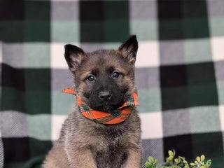 Mixed Breed dogs Colbert - Ad 7