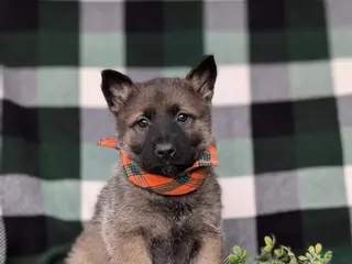 Mixed Breed dogs for sale: Colbert - Ad 2