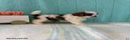 Mixed Breed dogs for sale: Miranda - Ad 4