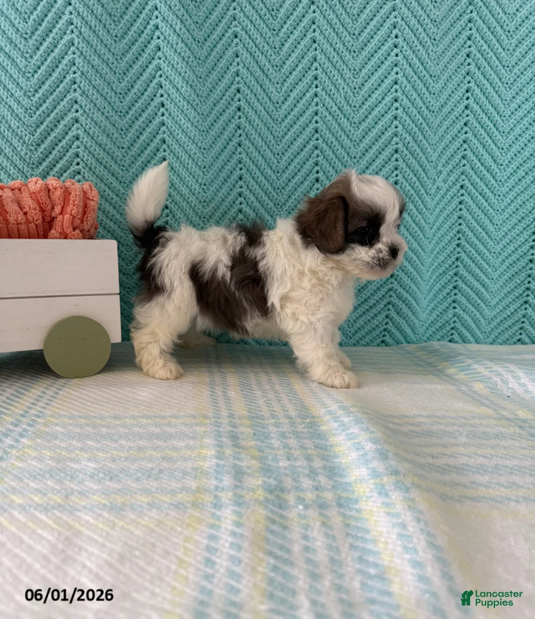 Mixed Breed dogs for sale: Miranda - Ad 4