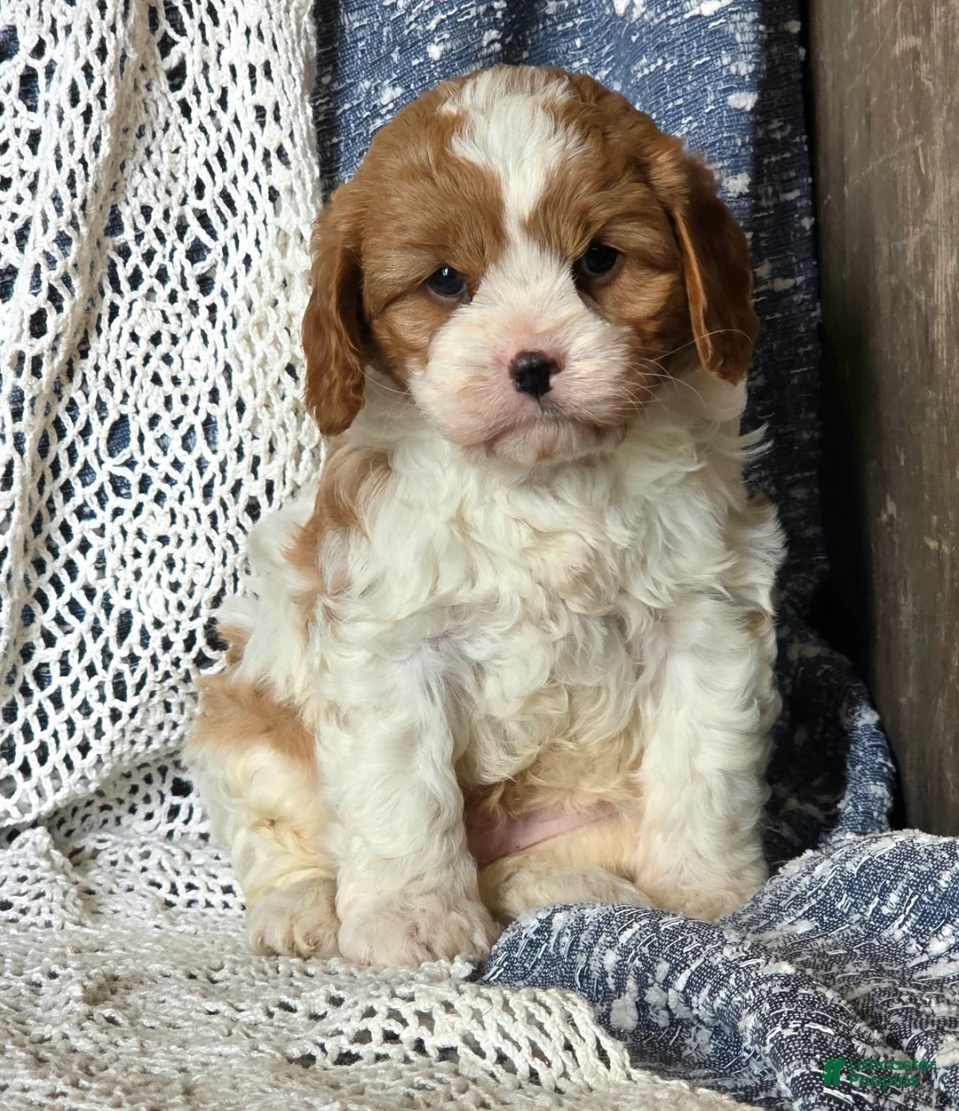 Cavapoo dogs for sale: Jimmy - Ad 4