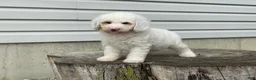 Miniature Poodle dogs for sale: Daxton Miniature Poodle  - Ad 8