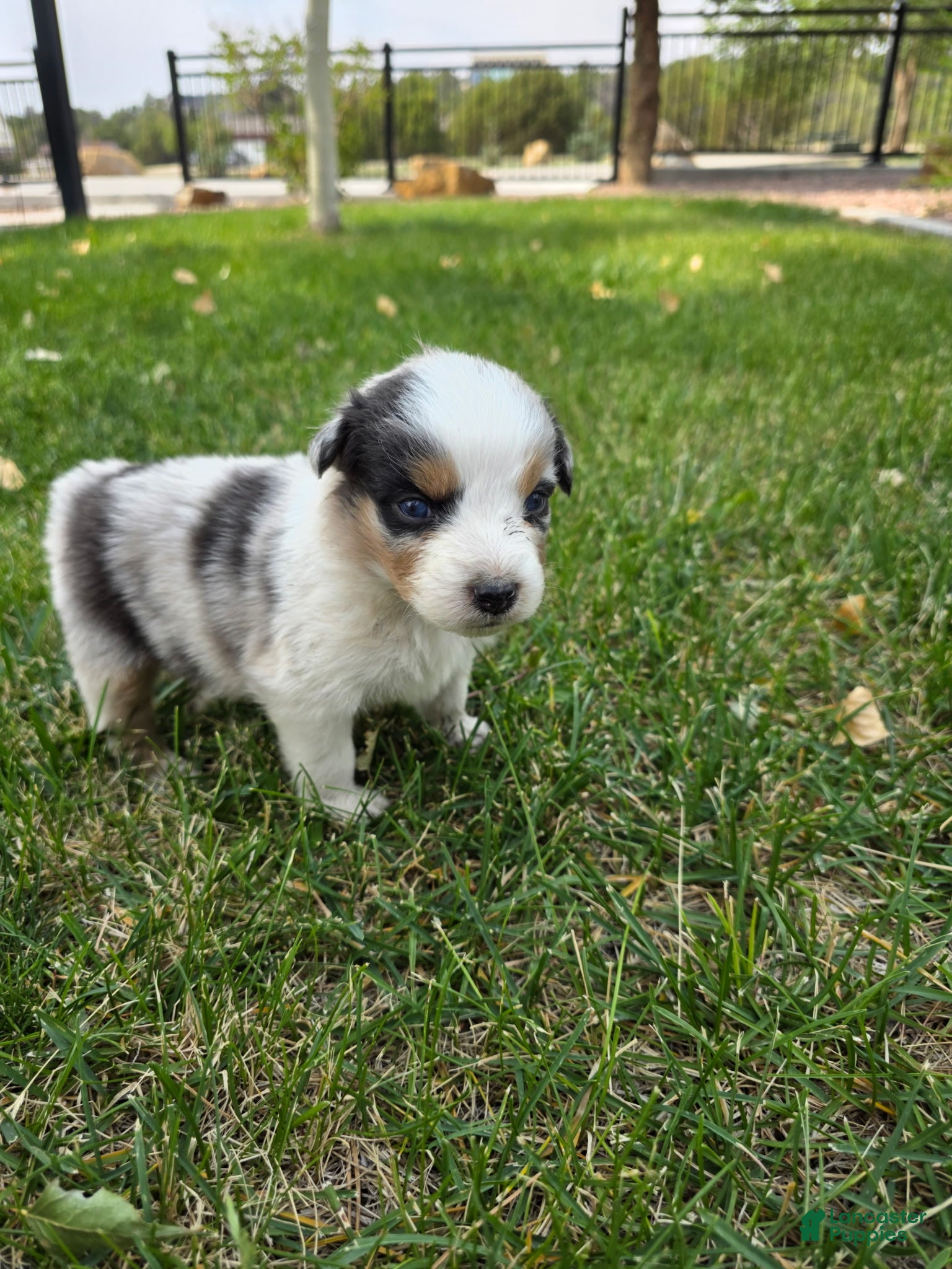 Australian Shepherd dogs Ziggy Blue Merle  - Ad 2