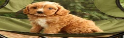 Cavapoo dogs for sale: Stella - Ad 7