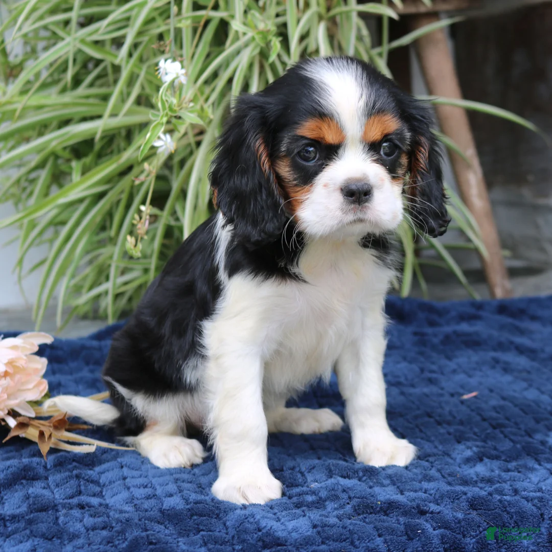 Cavalier King Charles Spaniel dogs for sale: Java  - Ad 2
