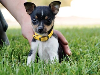 Toy Fox Terrier dogs - Ad 10