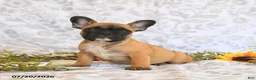 Frenchton dogs for sale: Daylon - Ad 2