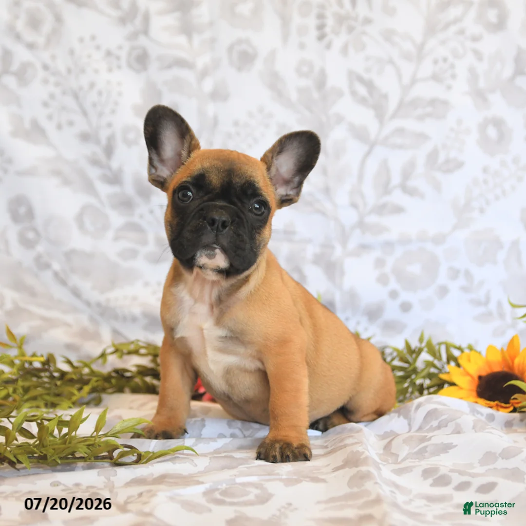 Frenchton dogs for sale: Daylon - Ad 2
