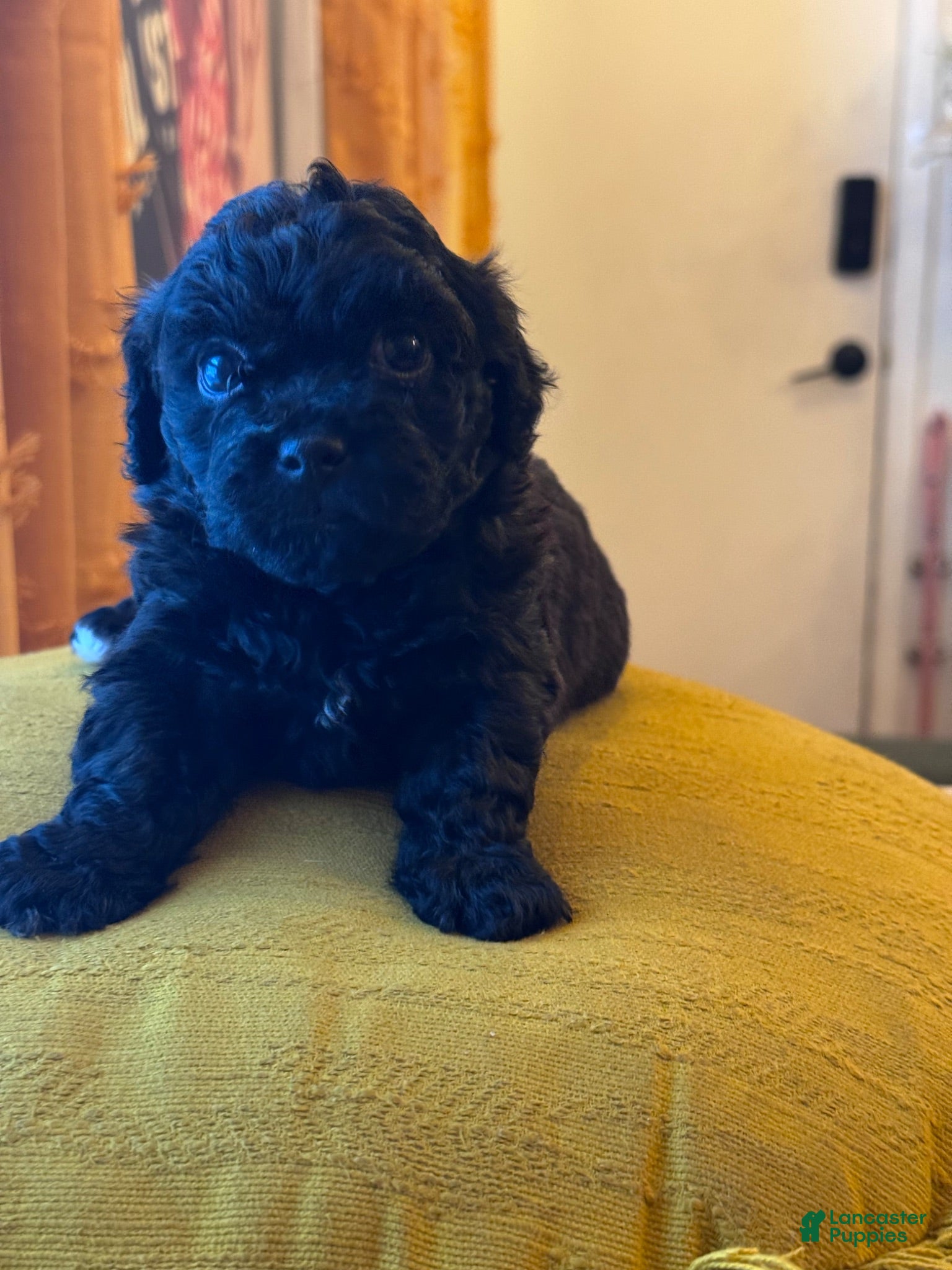 Shihpoo dogs Cupcake - Ad 31