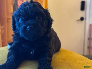 Shihpoo dogs Cupcake - Ad 31