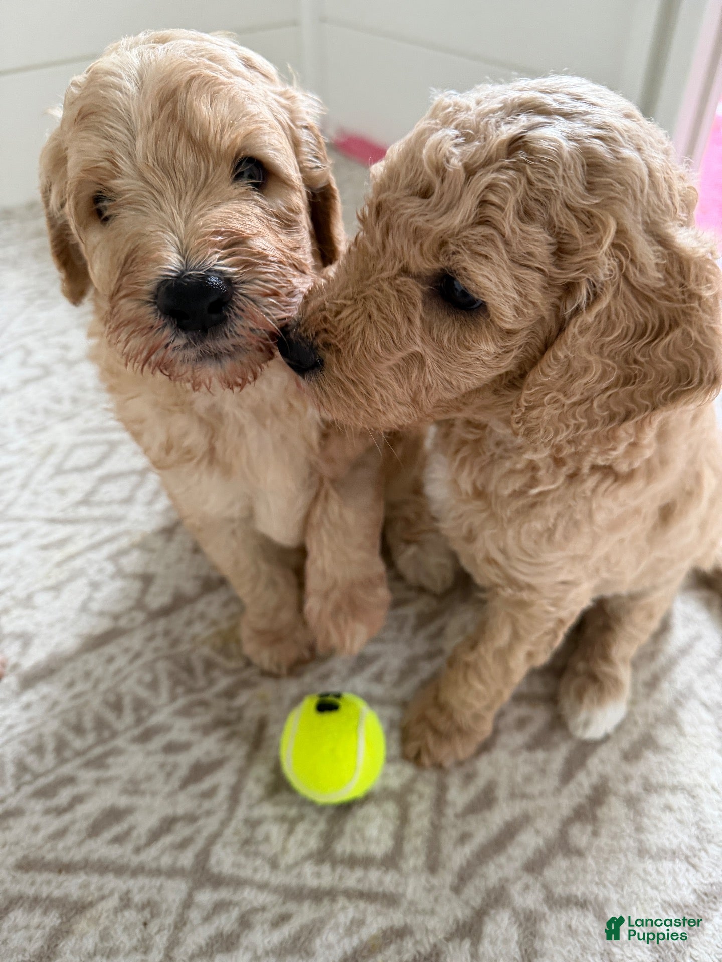 Goldendoodle dogs for sale: Kookie  - Ad 2