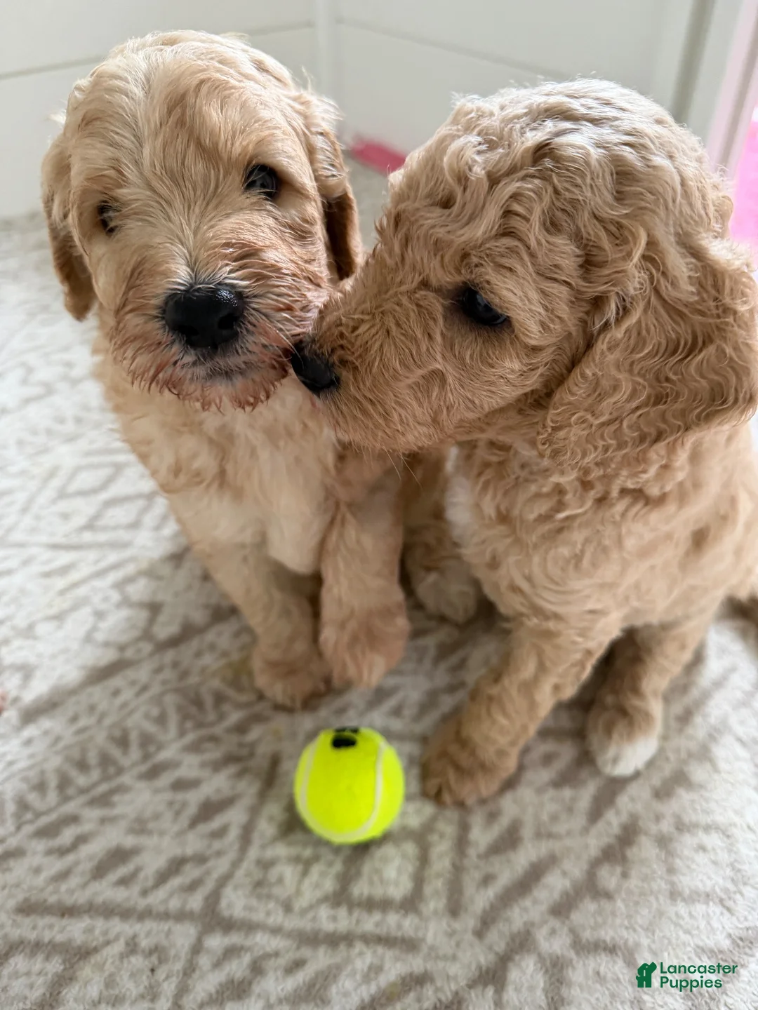 Goldendoodle dogs for sale: Kookie  - Ad 2