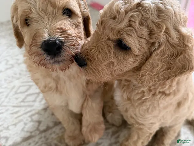 Goldendoodle dogs for sale: Kookie - Ad 2