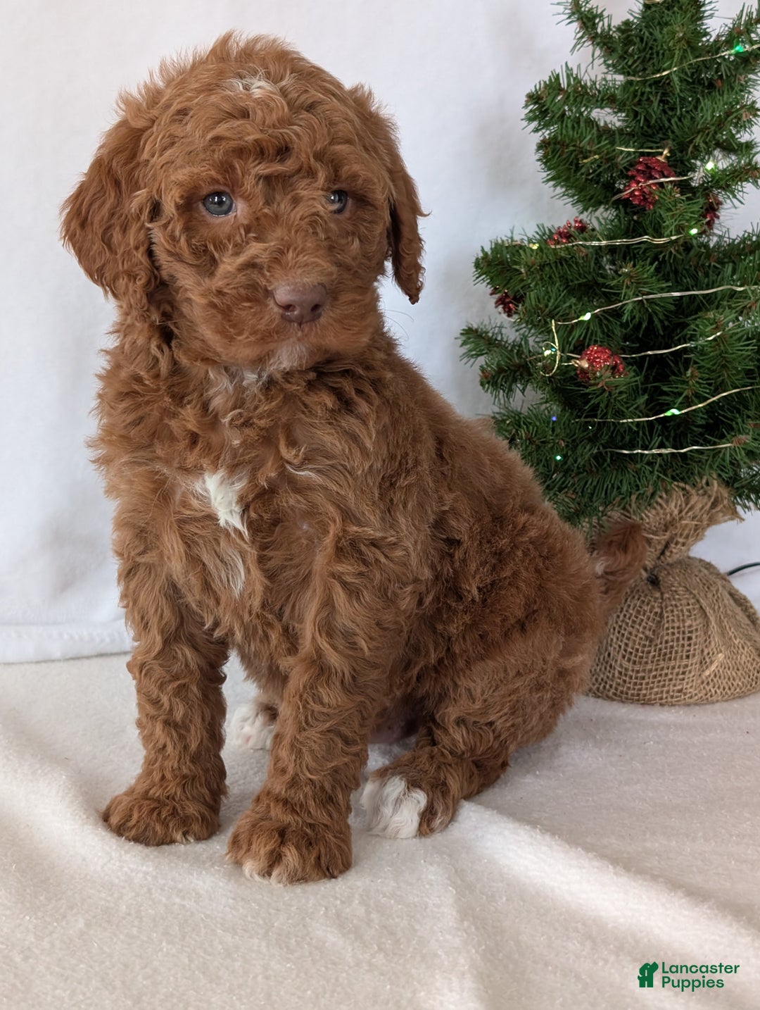 Goldendoodle dogs for sale: Porter  - Ad 12