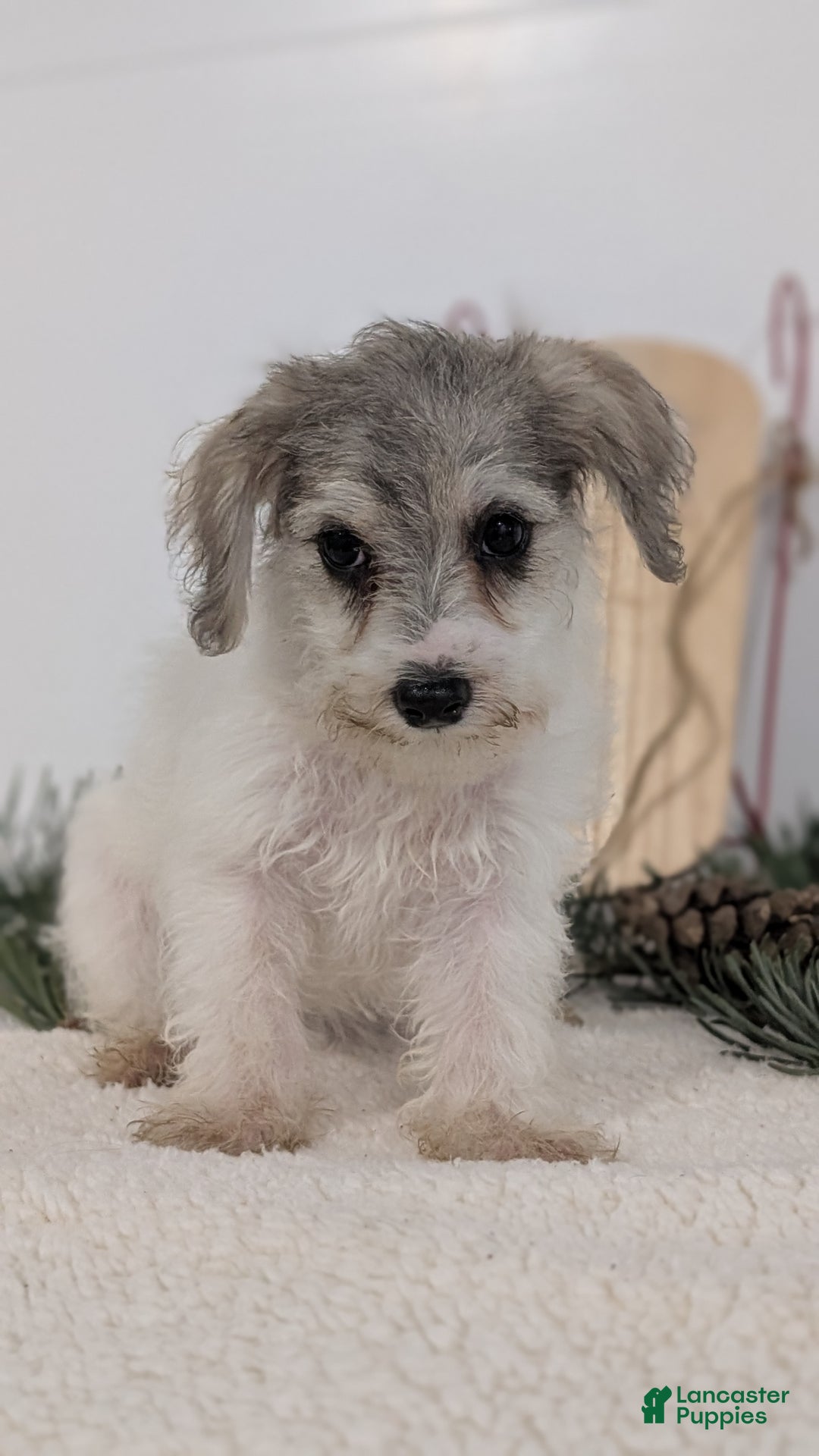 Mixed Breed dogs for sale: Nadia - Ad 6