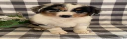 Australian Shepherd dogs for sale: Suzy - Ad 5