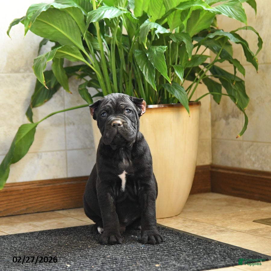 Cane Corso dogs Yukon - Ad 2
