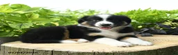 Australian Shepherd dogs for sale: Mickey - Ad 3