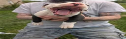 American Pit Bull Terrier dogs for sale: American Pit Bull Terrier Puppy 2 - Ad 2