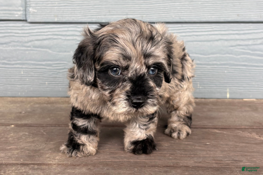 Cavapoo dogs Charcoal - Ad 1